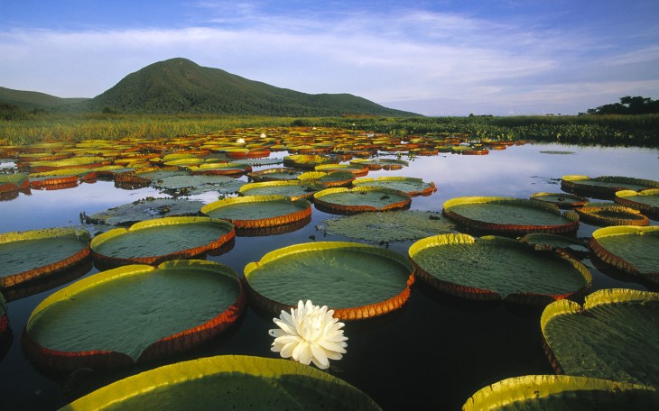 Turismo Pantanal 