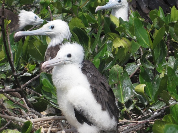 Isla de los Pajaros no Peru