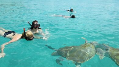 barbados tartarugas