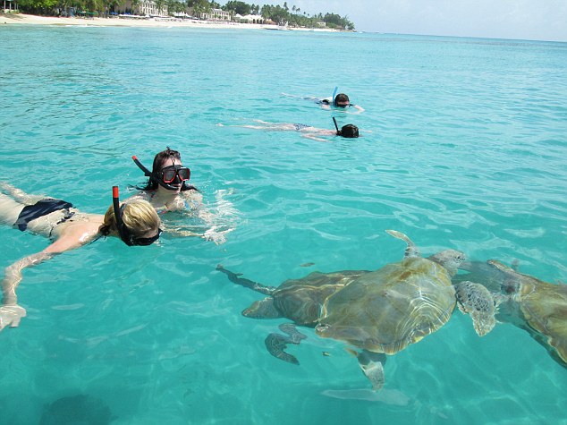 barbados tartarugas