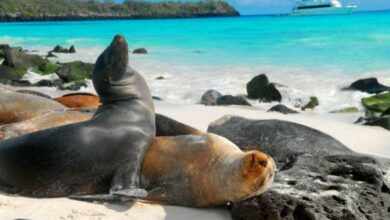 Galapagos e um dos destinos baratos para viajar em outubro de 2019