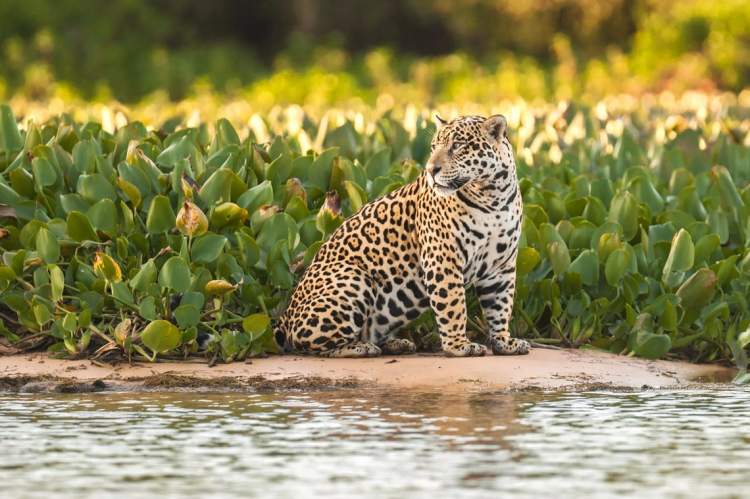 Pantanal e um dos destinos baratos para viajar em outubro de 2019