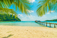 beautiful tropical beach and sea with coconut palm tree in paradise island