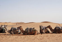 camel rides at erg chebbi morocco