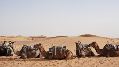camel rides at erg chebbi morocco