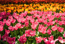 tulip field in keukenhof flower garden lisse netherlands holland